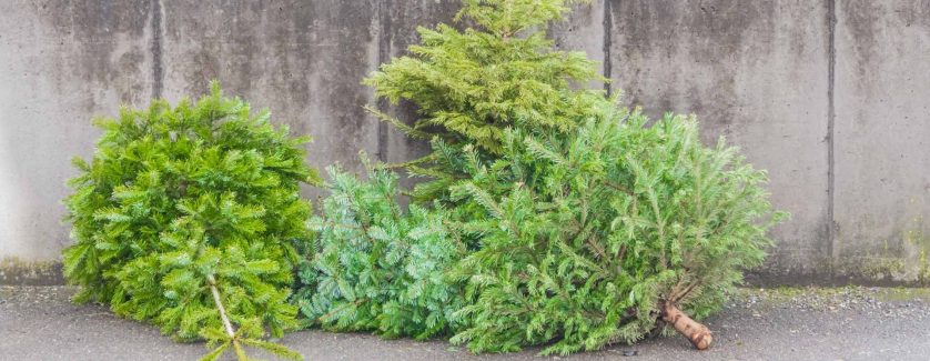 A pile of 4 real Christmas trees by a concrete wall.