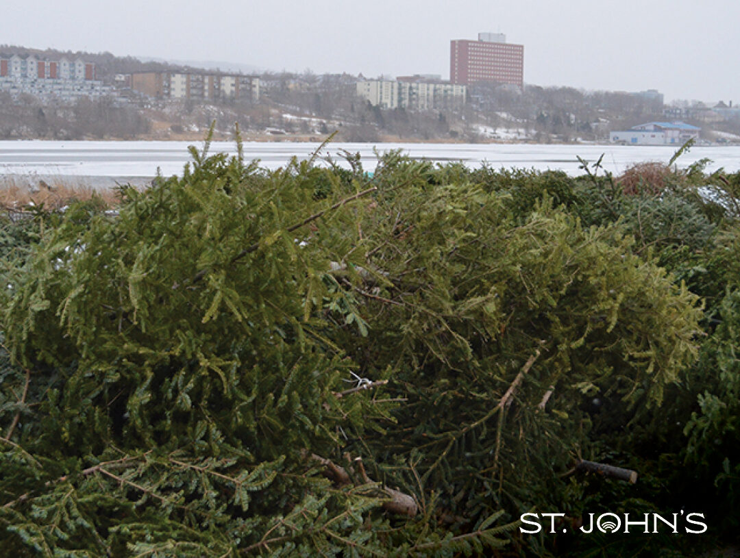 A pile of Christmas trees with background of Quidi Vidi Lake and buildings on the hill.