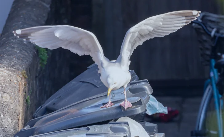 seagull on an overflowing garbage cart