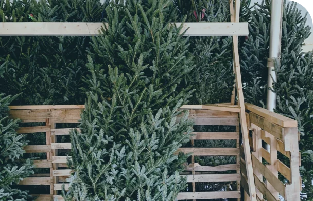 Real Christmas Tree